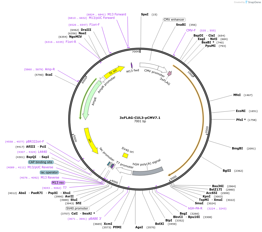 155021-plasmid-map-sequence-id-311396