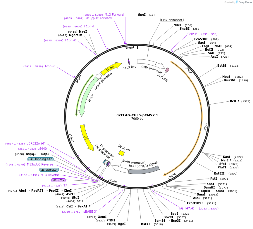 155024-plasmid-map-sequence-id-311405