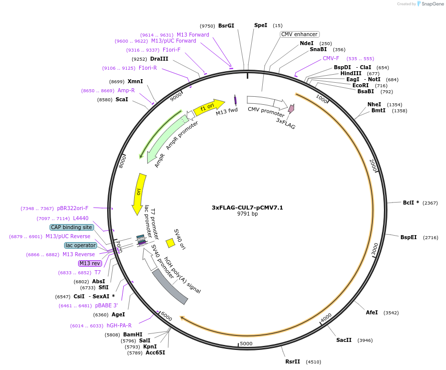 155025-plasmid-map-sequence-id-311409