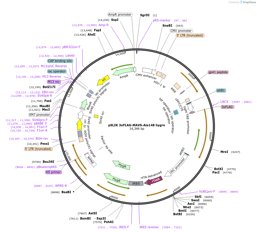 158636-plasmid-map-sequence-id-311412