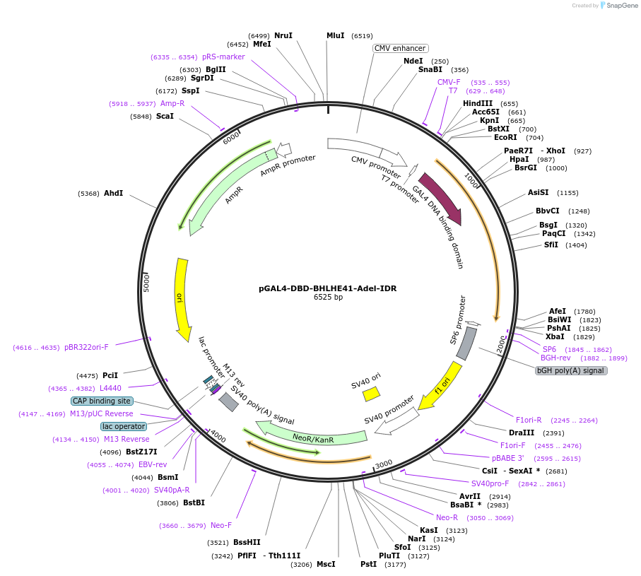 145228-plasmid-map-sequence-id-311413