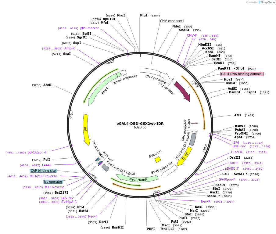 145233-plasmid-map-sequence-id-311415