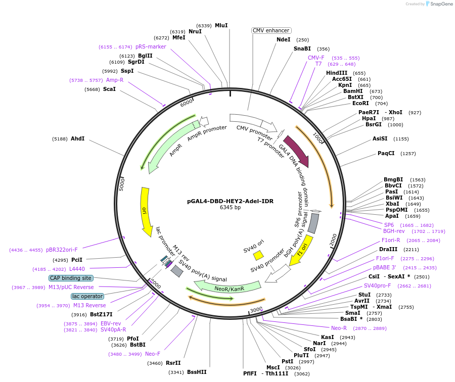 145234-plasmid-map-sequence-id-311417