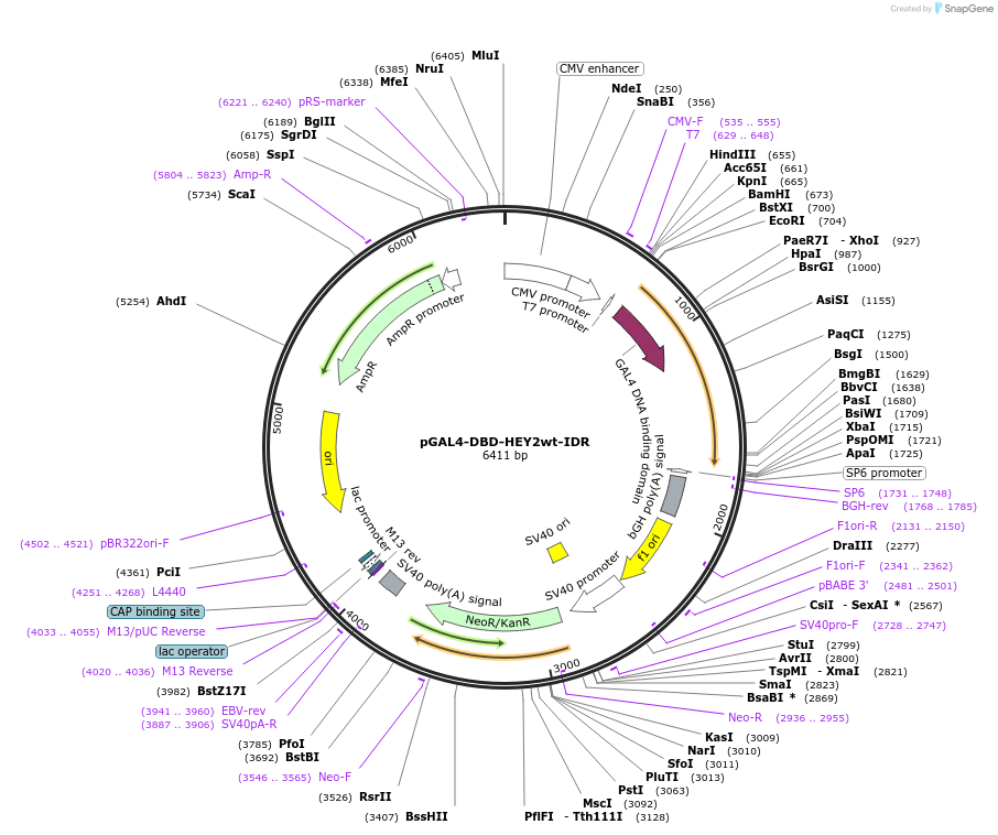 145235-plasmid-map-sequence-id-311418