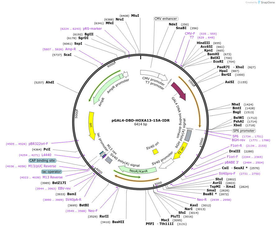 145236-plasmid-map-sequence-id-311419