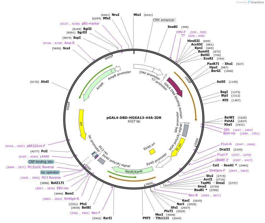 145237-plasmid-map-sequence-id-311420