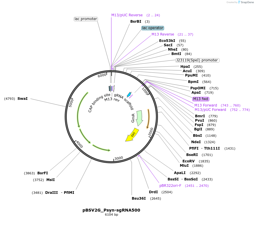 149614-plasmid-map-sequence-id-311460