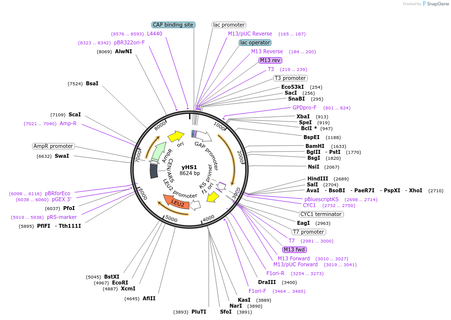 159150-plasmid-map-sequence-id-311463
