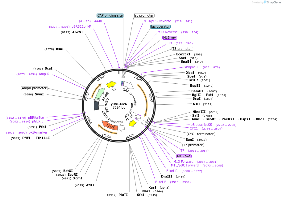 159151-plasmid-map-sequence-id-311466