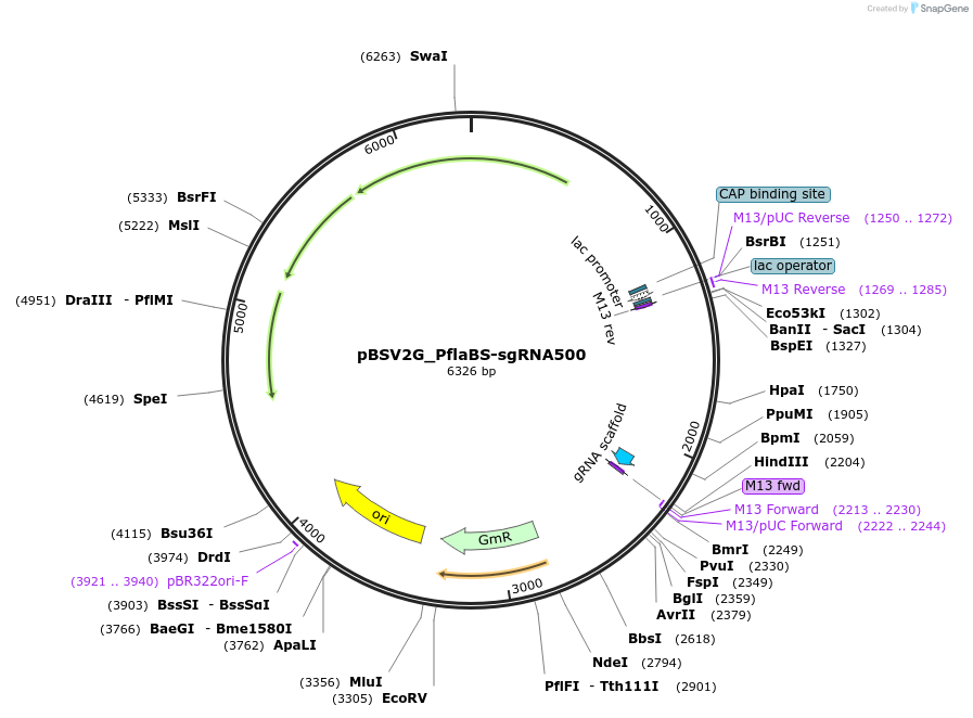 149615-plasmid-map-sequence-id-311473