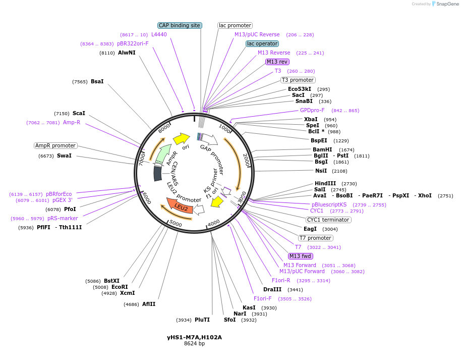 159152-plasmid-map-sequence-id-311475