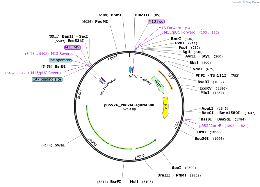 149619-plasmid-map-sequence-id-311480