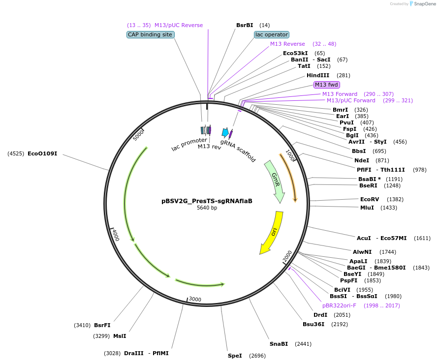 149624-plasmid-map-sequence-id-311485