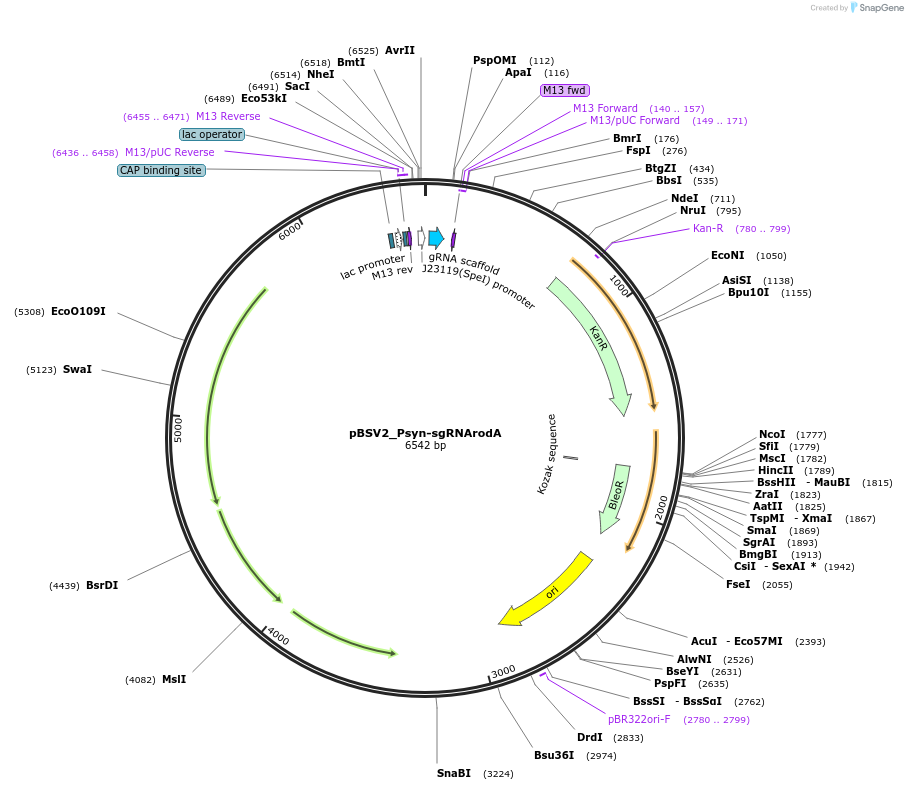 149635-plasmid-map-sequence-id-311487