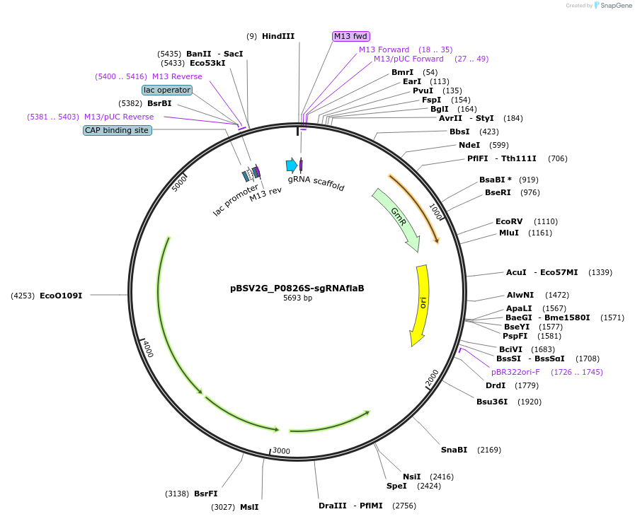 149626-plasmid-map-sequence-id-311488