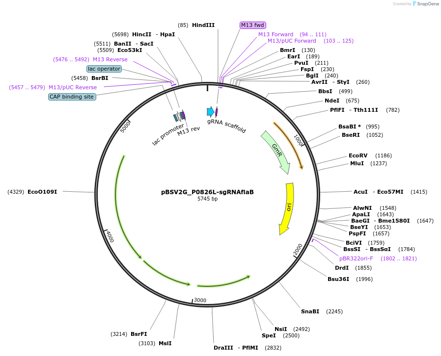 149627-plasmid-map-sequence-id-311490