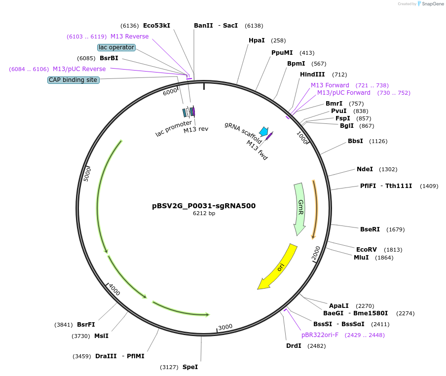 149622-plasmid-map-sequence-id-311491