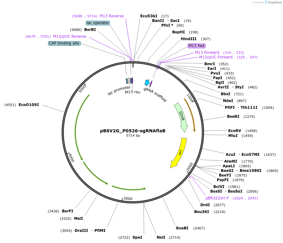 149629-plasmid-map-sequence-id-311493