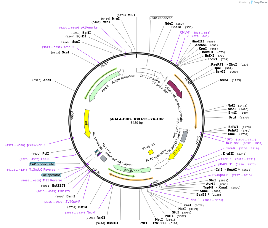145239-plasmid-map-sequence-id-311494