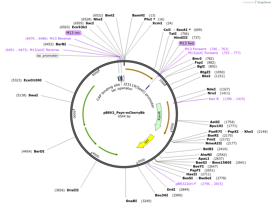 149636-plasmid-map-sequence-id-311495