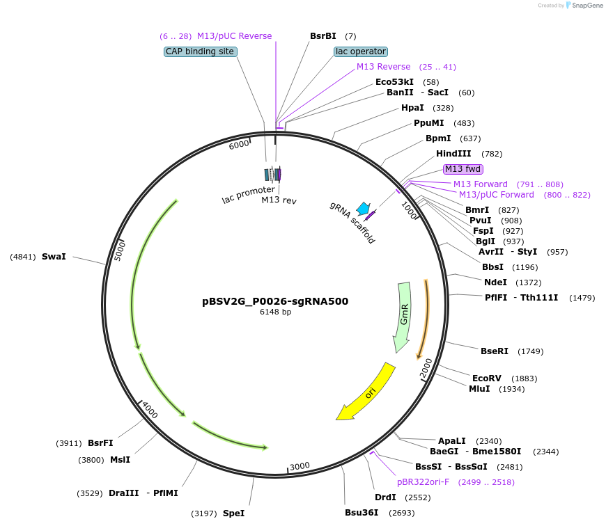 149620-plasmid-map-sequence-id-311496