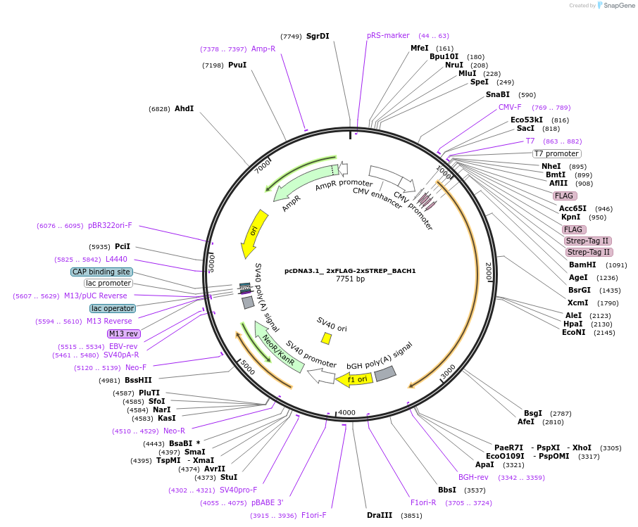 159130-plasmid-map-sequence-id-311514