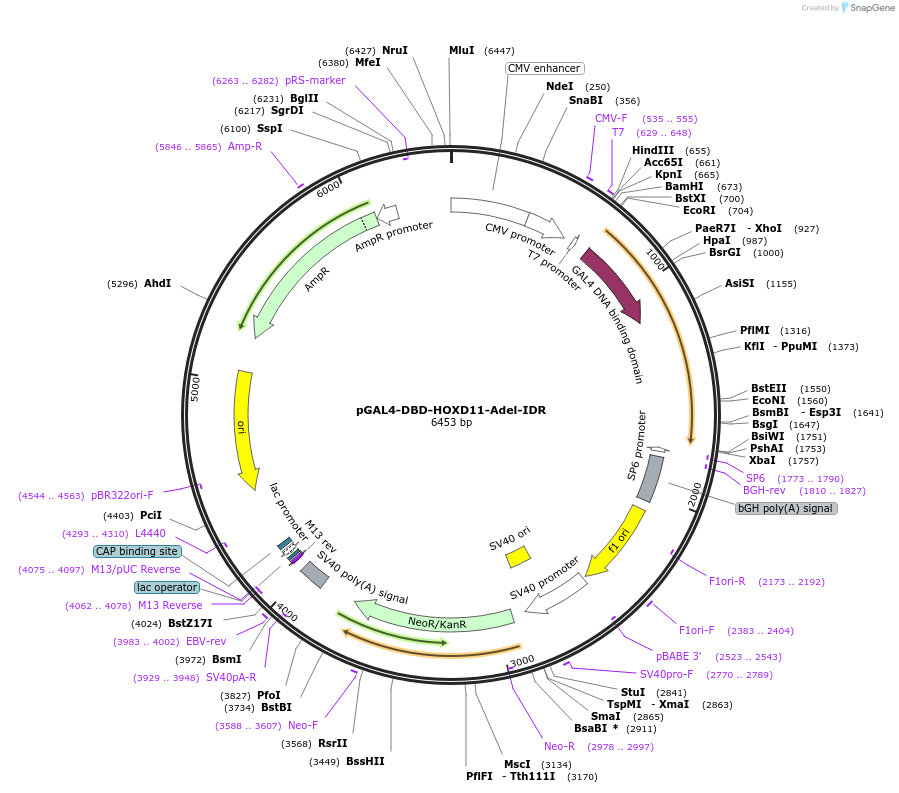 145241-plasmid-map-sequence-id-311515