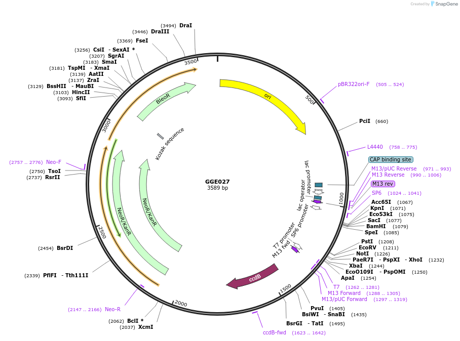 120769-plasmid-map-sequence-id-311516