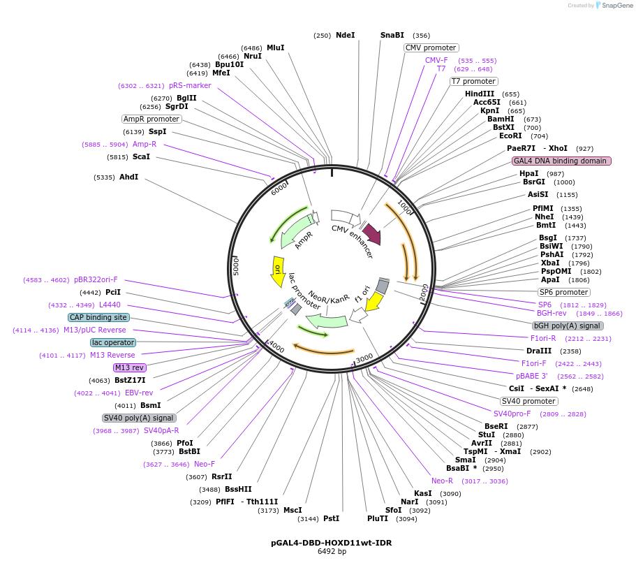 145242-plasmid-map-sequence-id-311517