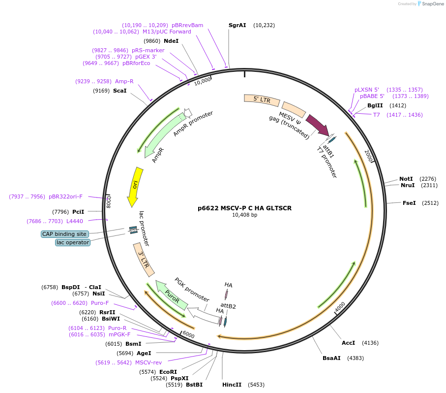 34902-plasmid-map-sequence-id-311518