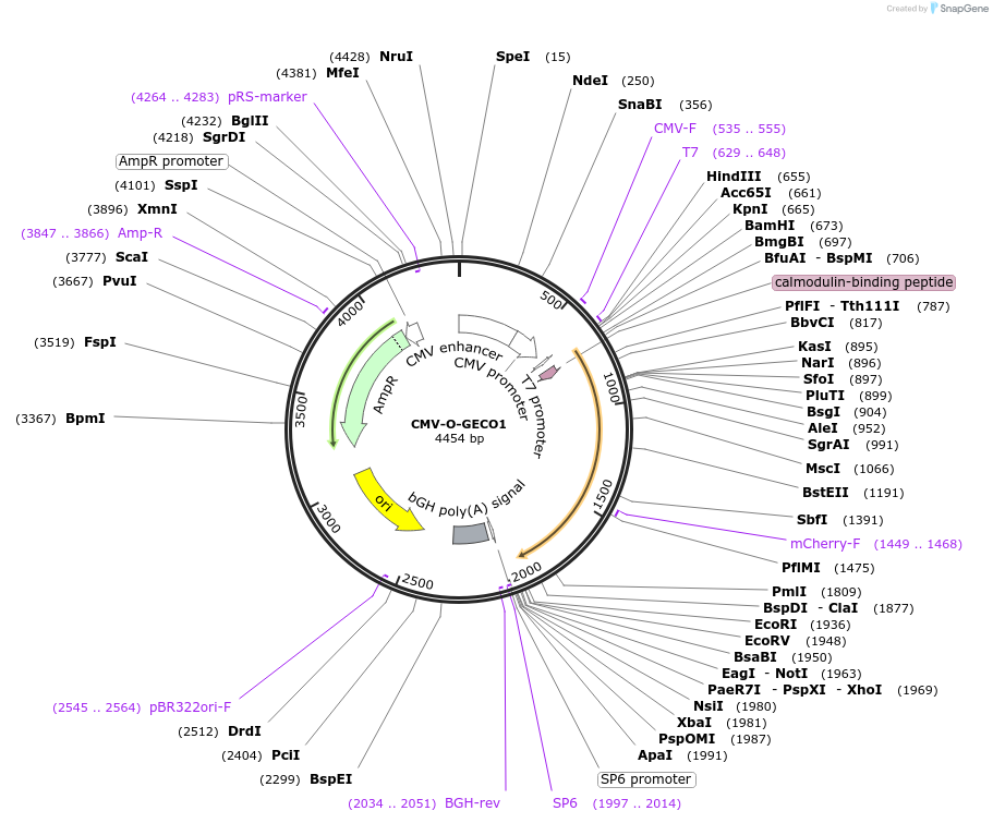 46025-plasmid-map-sequence-id-311519