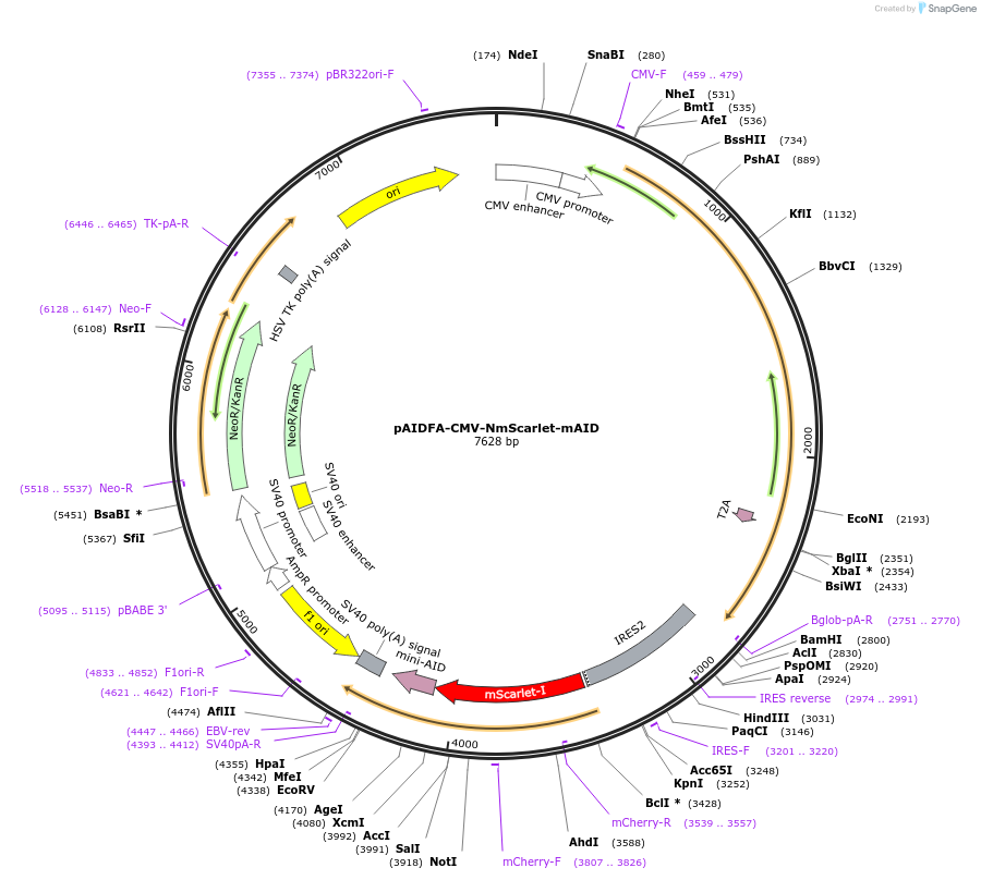 140616-plasmid-map-sequence-id-311521