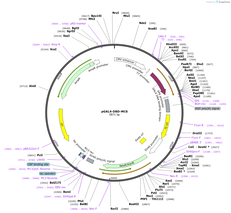 145245-plasmid-map-sequence-id-311522