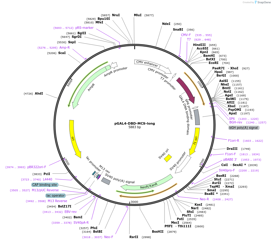 145246-plasmid-map-sequence-id-311523