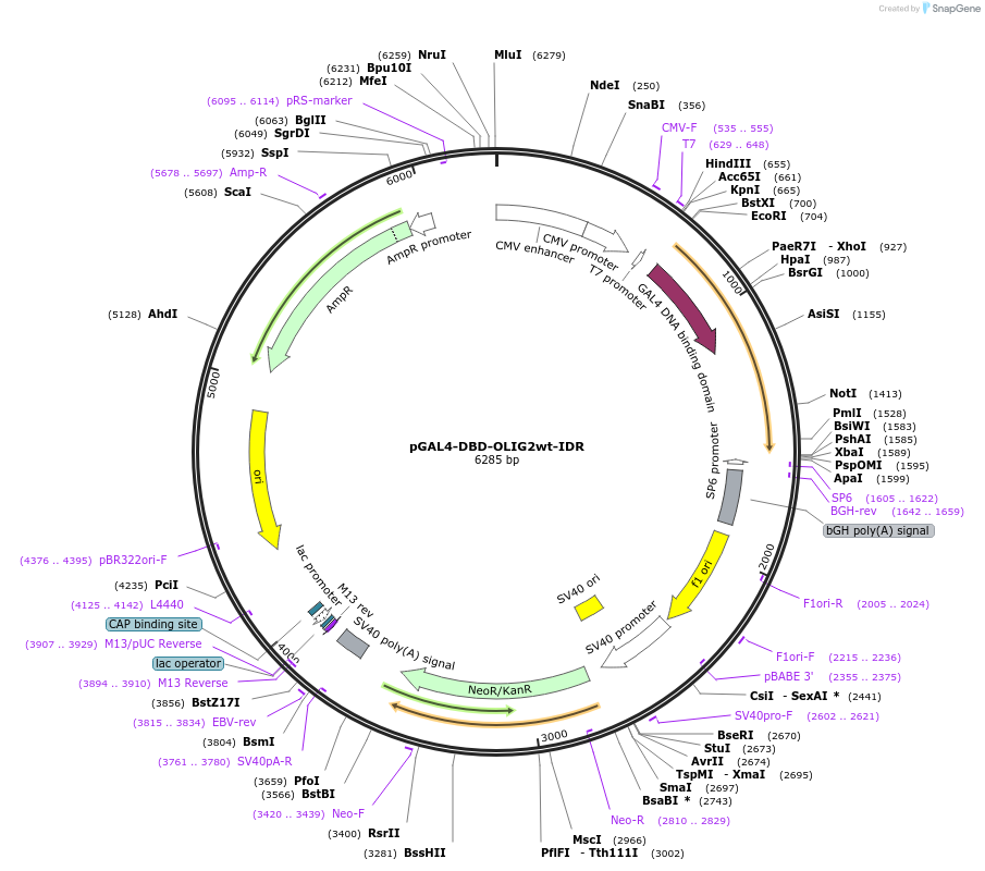 145250-plasmid-map-sequence-id-311525
