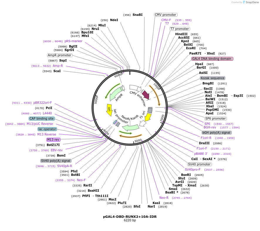145251-plasmid-map-sequence-id-311526
