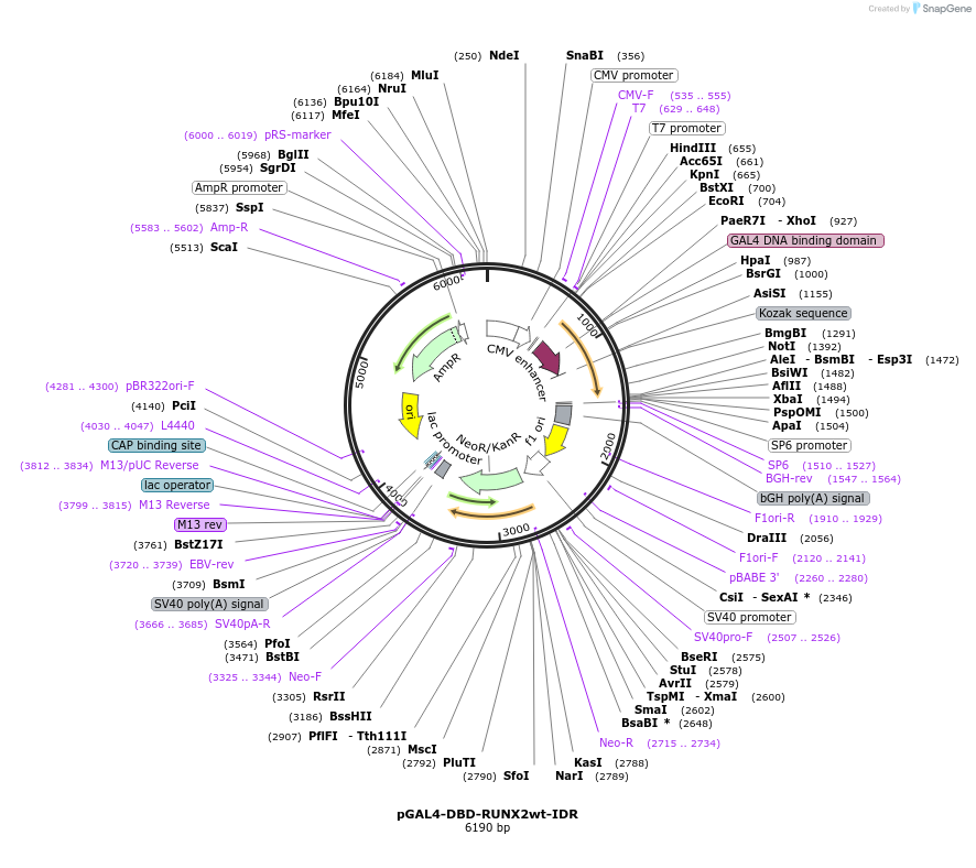 145252-plasmid-map-sequence-id-311527