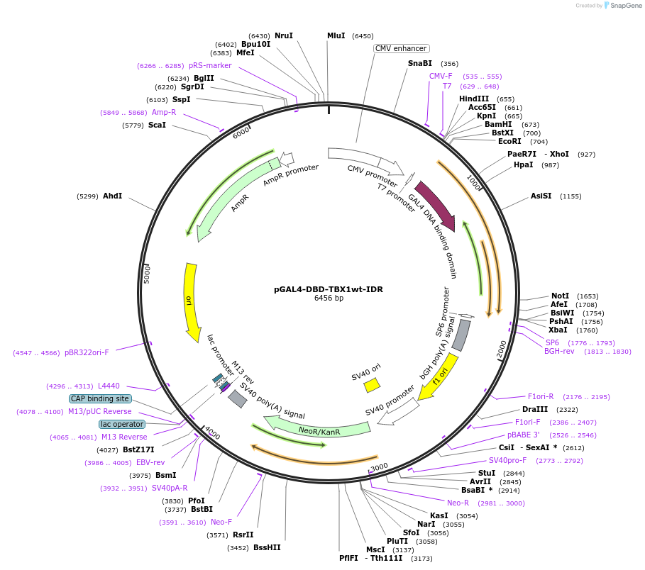 145254-plasmid-map-sequence-id-311528