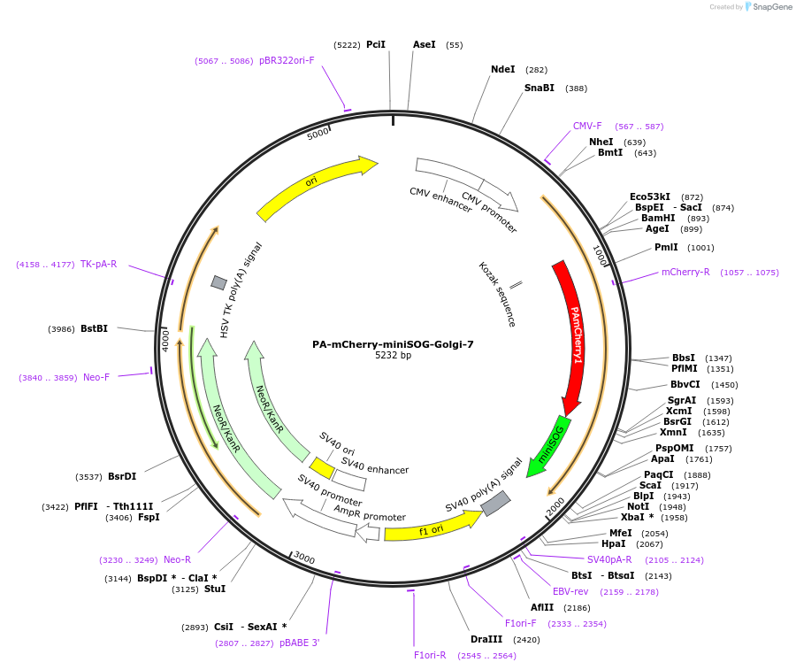 57791-plasmid-map-sequence-id-311530