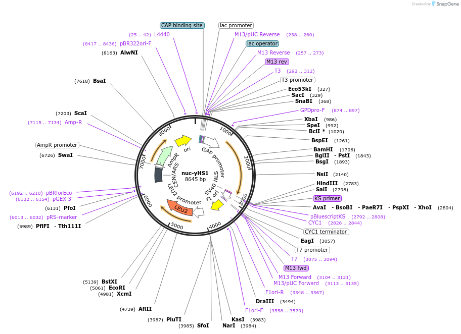 159166-plasmid-map-sequence-id-311532