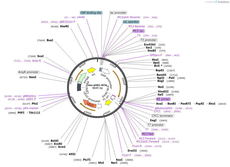 159167-plasmid-map-sequence-id-311533