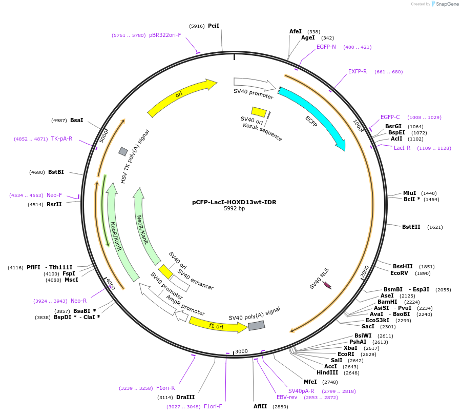 145255-plasmid-map-sequence-id-311534