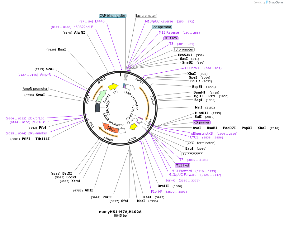 159168-plasmid-map-sequence-id-311535