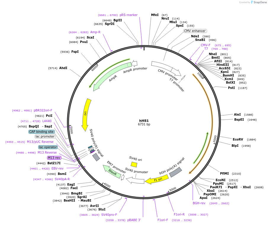 159169-plasmid-map-sequence-id-311538