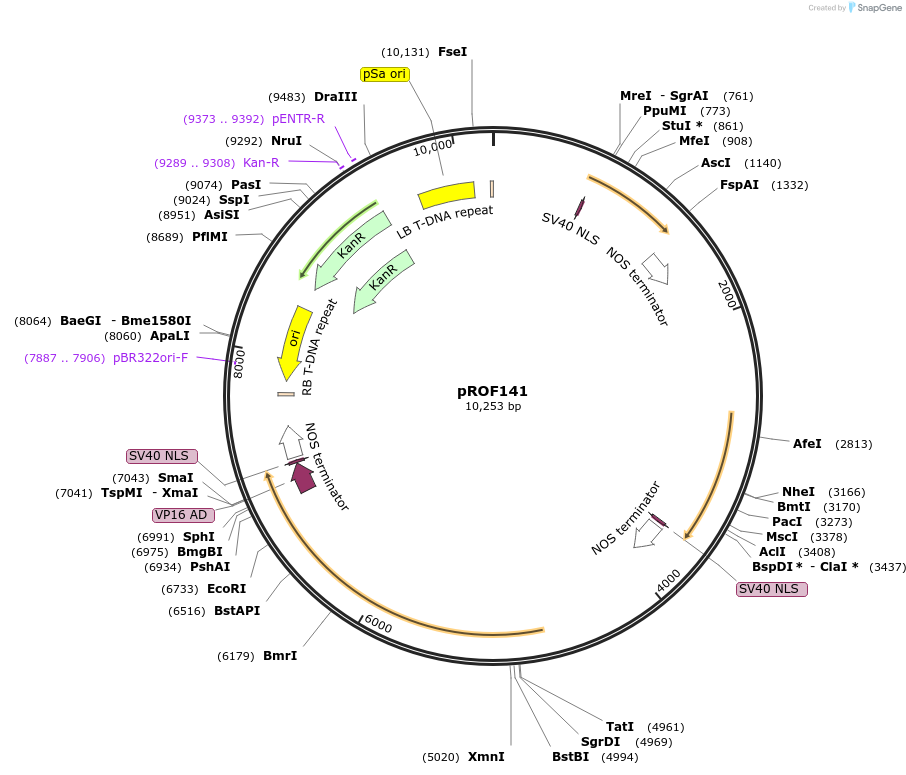 155329-plasmid-map-sequence-id-311543