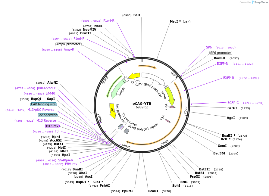 26721-plasmid-map-sequence-id-311549