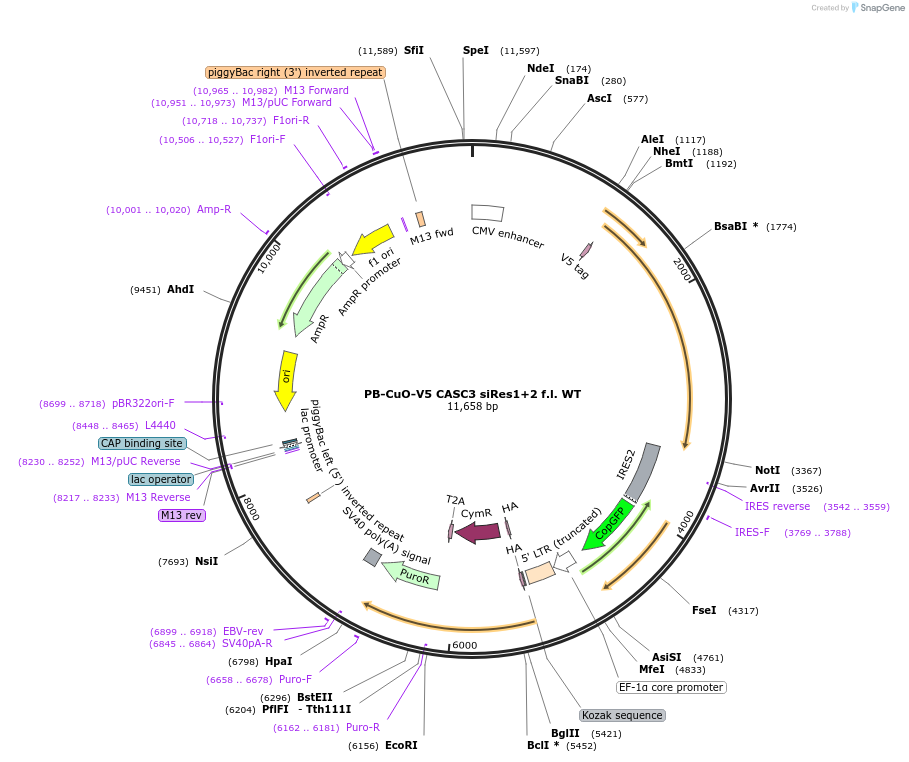158540-plasmid-map-sequence-id-311550
