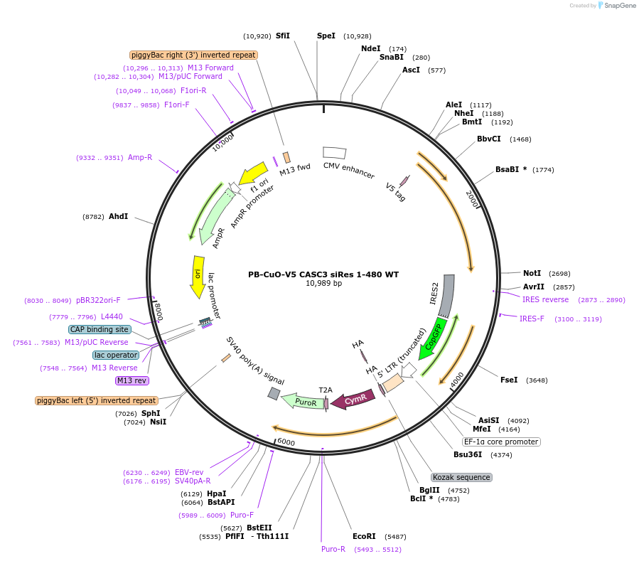 158541-plasmid-map-sequence-id-311552