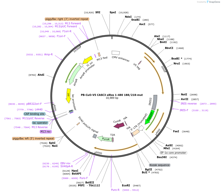 158542-plasmid-map-sequence-id-311555
