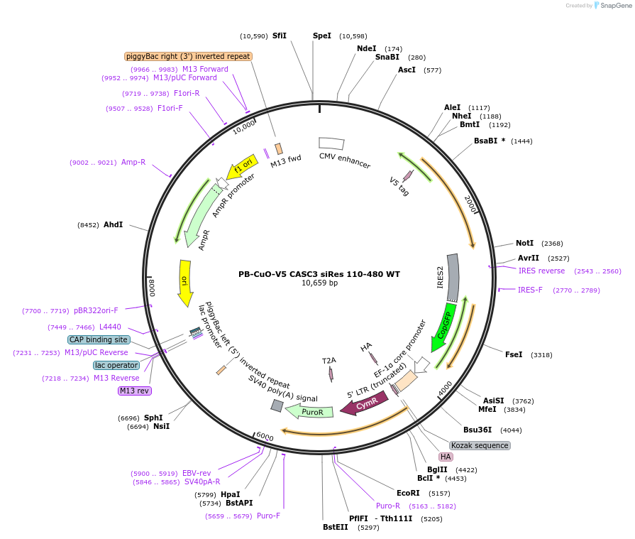 158543-plasmid-map-sequence-id-311556